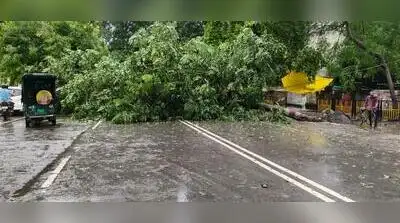 Kashi drenched, battered as strong winds bring trees crashing down