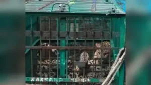 Leopard suspected in Bahraich man's death captured within 24 hours