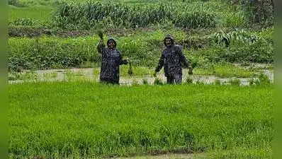 Pune: Maharashtra has completed 95.1% of its targeted kharif sowing: The wider industry impact