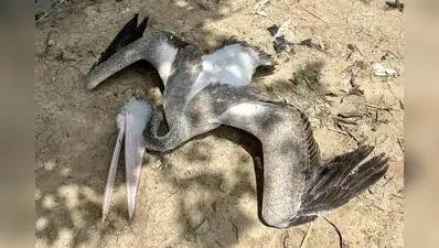 Chennai: Waterbody conservationists had spotted two spot-billed pelicans pelicans injured