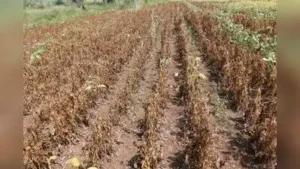 During normal rainfall, a dry spell triggers the warning, whereas Trigger 1 is bypassed only