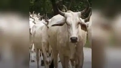 Bull gores man to death, injures father in Unnao village