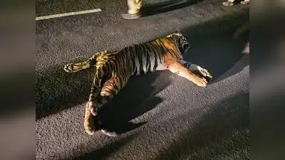 A three-and-a-half-year-old tigress was killed after being hit by a speeding truck on National
