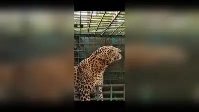 Lucknow: A leopard repeatedly sighted near human settlements: The wider industry impact