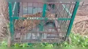 Leopard captured after sightings trigger fear in Bahraich village: The wider industry impact