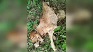 Movement of the tigress has sparked a flurry of rumours on social media