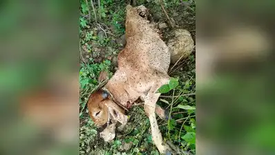 Movement of the tigress has sparked a flurry of rumours on social media
