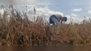 Pune: Crop-loss panchanamas will begin across Maharashtra from Tuesday following widespread