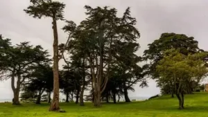 In the 1880s, Adolph Sutro built a 22-acre San Francisco estate: The wider industry impact