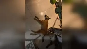 “There is proof that dogs were being stolen used for illegal experiments — Demanding strict