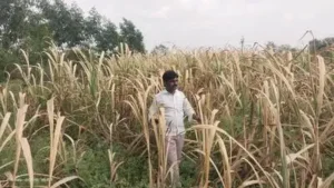 Pune: Farmers and activists in Solapur have urged the administration: The wider industry impact