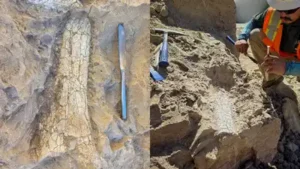 California crews uncover possible 45-million-year-old ‘thunder: The wider industry impact