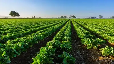 A North Florida family permanently protected 816.46 acres: The wider industry impact