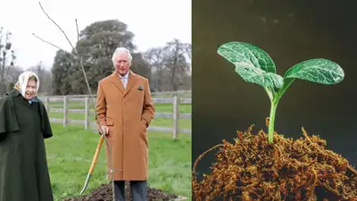 In 2021, Queen Elizabeth began a tree-planting initiative. By 2023, it became a nationwide memorial
