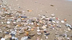 In the 1960s, an Italian taxi driver covered his Rimini home with 12,000 seashells; his daughter