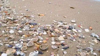 In the 1960s, an Italian taxi driver covered his Rimini home with 12,000 seashells; his daughter