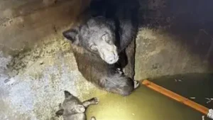 Hikers heard 'howling' from a California water tank; rescuers found a mother bear and her cubs