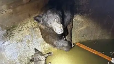 Hikers heard 'howling' from a California water tank; rescuers found a mother bear and her cubs