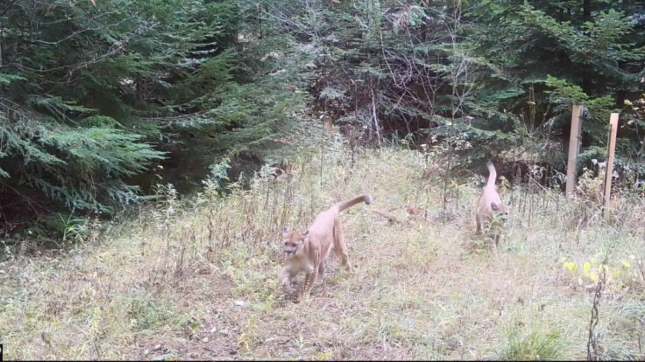 Gary Verbrugge, a 72-year-old man in Washington state, inherited nearly 900 acres of woodland