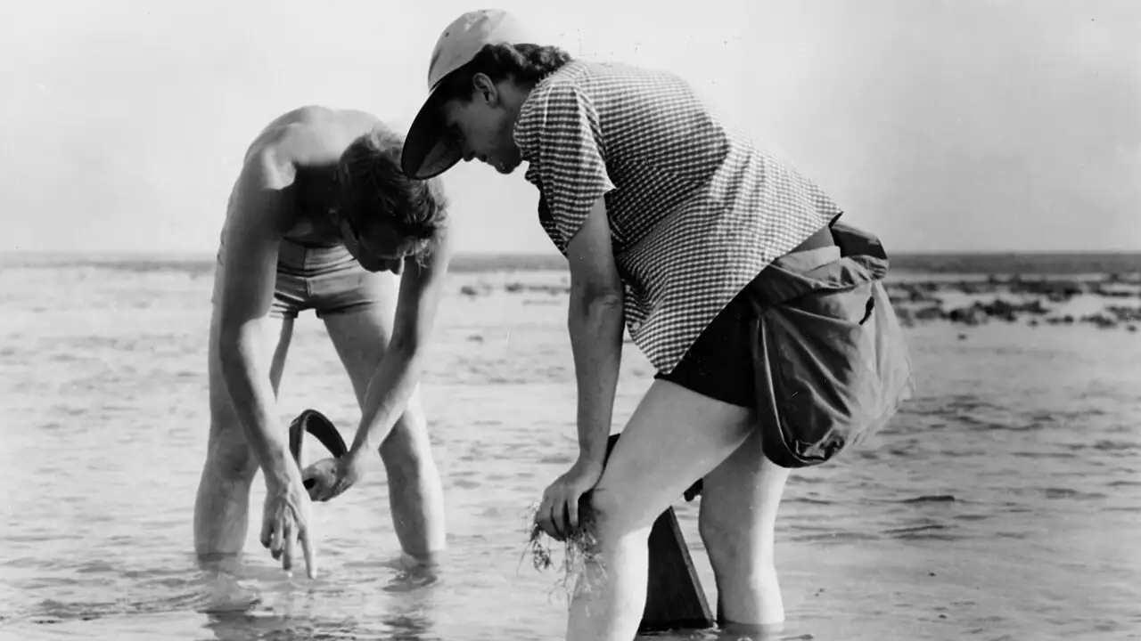 In 1952, Rachel Carson bought a Maine cottage and studied tidal pools; six years later she began