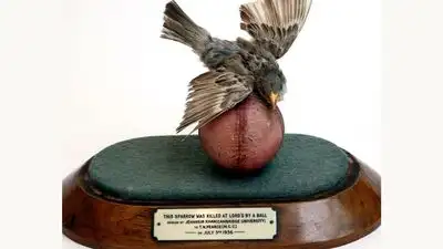 In 1936, an Indian fast bowler's delivery killed a bird at Lord's. The bird was stuffed and mounted