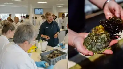 260 volunteers prepared 20,000 oysters for a new reef in Britain as: The wider industry impact