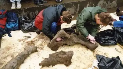 In 1986, Eve Roberts spotted an unusually large bone while walking her dogs; her one phone call