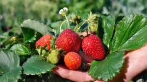 Here are some simple and easy steps to grow strawberries in pots in your balcony garden.Photo