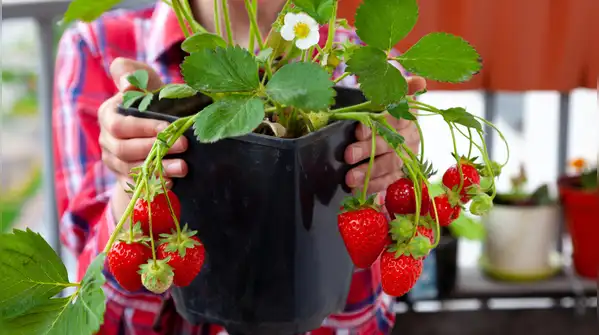 Here are some simple and easy steps to grow strawberries in pots in your balcony garden.Photo