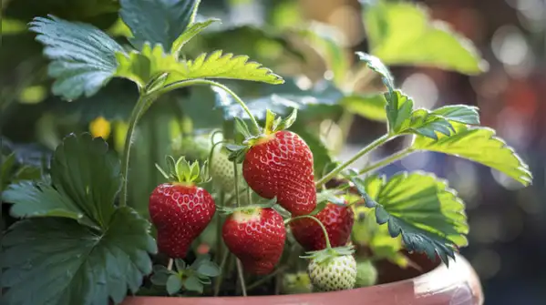 Here are some simple and easy steps to grow strawberries in pots in your balcony garden.Photo