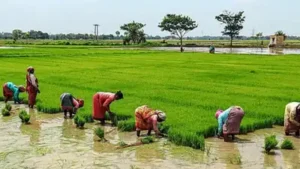 With an underwhelming monsoon showing no signs of revival and rain: The wider industry impact
