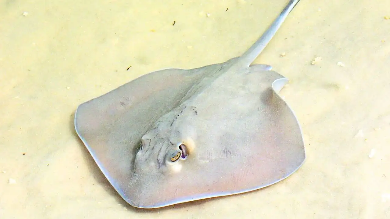 In South America, freshwater stingrays inhabit rivers, floodplains: The wider industry impact