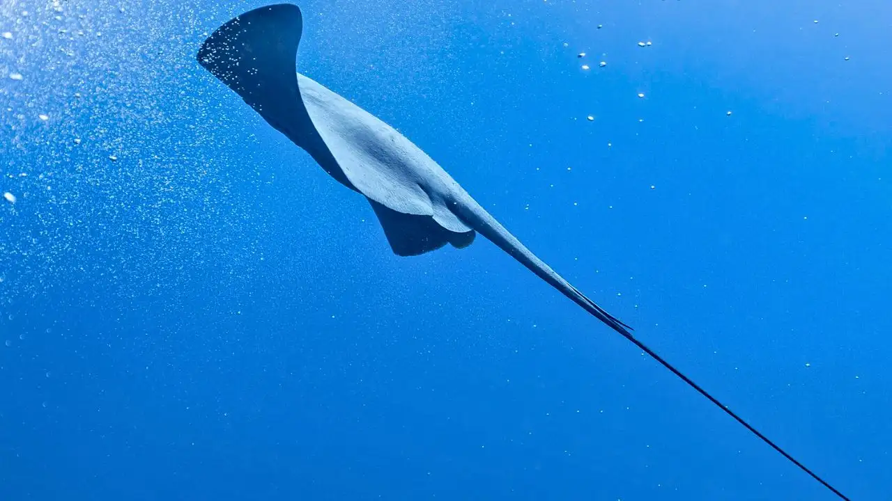 In South America, freshwater stingrays inhabit rivers, floodplains: The wider industry impact