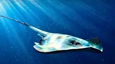 In South America, freshwater stingrays inhabit rivers, floodplains: The wider industry impact