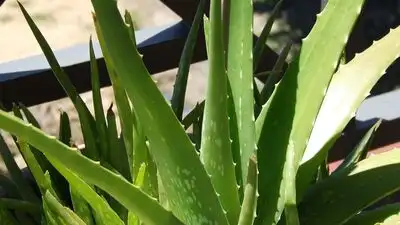These simple signs can help spot a problem early and make it easier to give the aloe vera