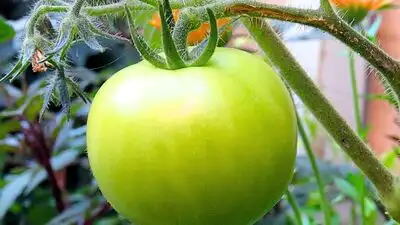 Green tomatoes can also ripen indoors when kept in the right conditions