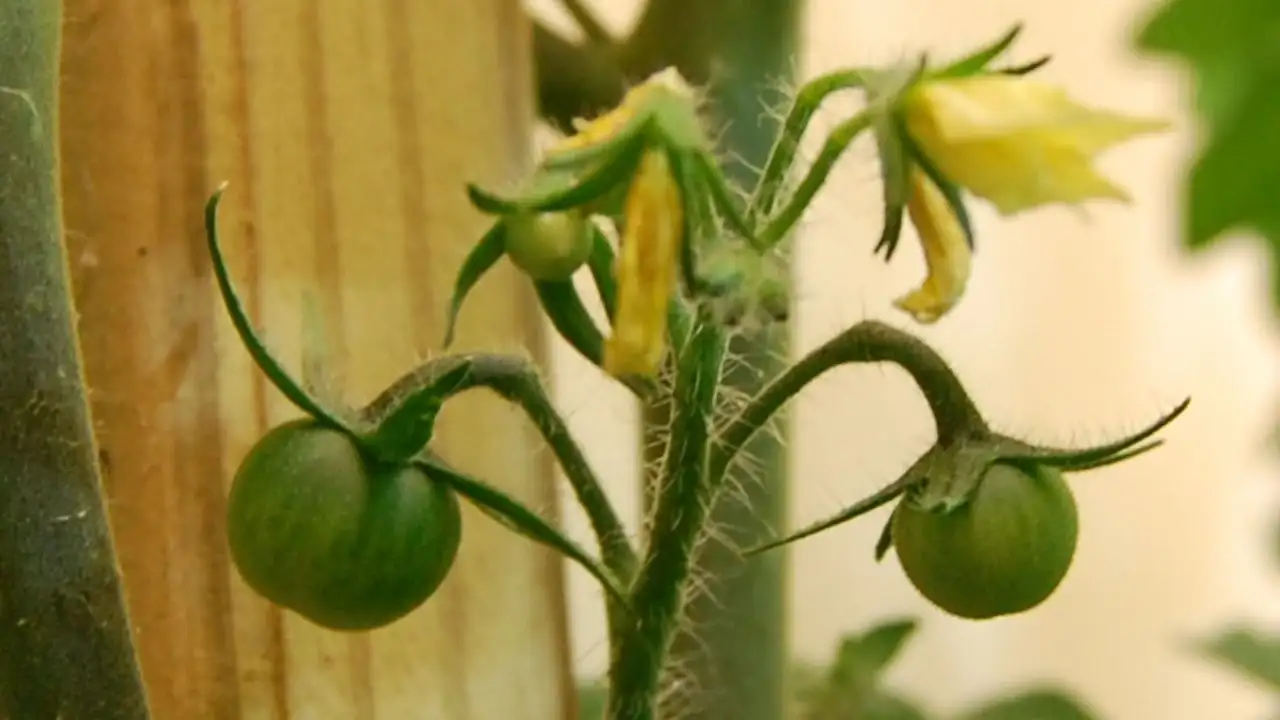 Green tomatoes can also ripen indoors when kept in the right conditions