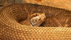 Oklahoma is home to 46 snake species, seven of which are venomous