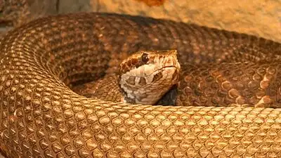 Oklahoma is home to 46 snake species, seven of which are venomous