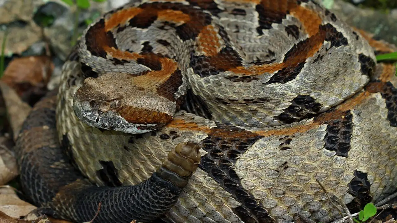 Oklahoma is home to 46 snake species, seven of which are venomous