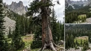 133-year-old tree with carvings may be removed from a protected US: The wider industry impact