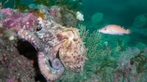 Because the underwater forests provide food and shelter for several: The wider industry impact