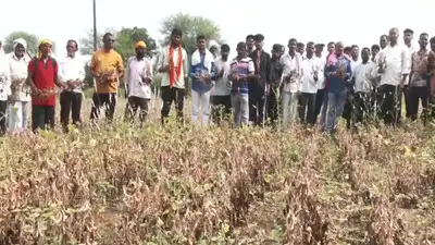 Severe drought grips Yavatmal; soybean, cotton crops badly hit, farmers fear crisis worse than