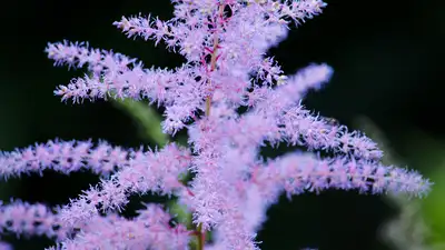 False Goat's beard grows best in partial to full shade, though it can grow in a bit more sun