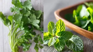 If you have more herbs than you can realistically use within a few weeks, freezing is a better