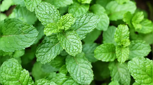 If you have more herbs than you can realistically use within a few weeks, freezing is a better