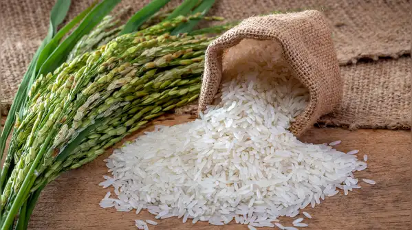 Wild rice can look almost nothing like the rice served at a typical Indian lunch