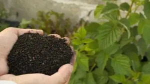 Here's how you too can make these easy homemade fertilizers that really work!