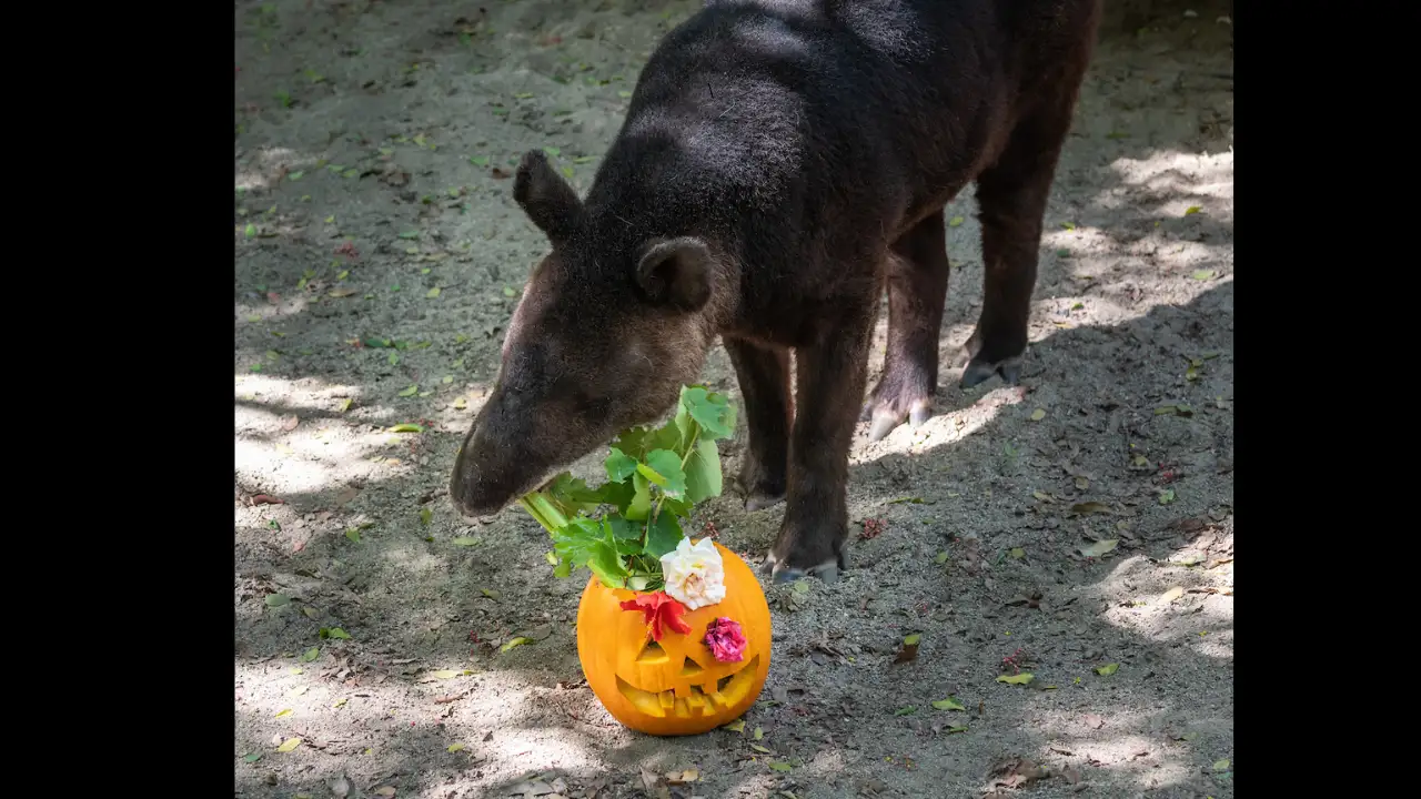 In 1977, Los Angeles Zoo recorded the first mountain tapir birth: The wider industry impact