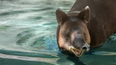 In 1977, Los Angeles Zoo recorded the first mountain tapir birth: The wider industry impact